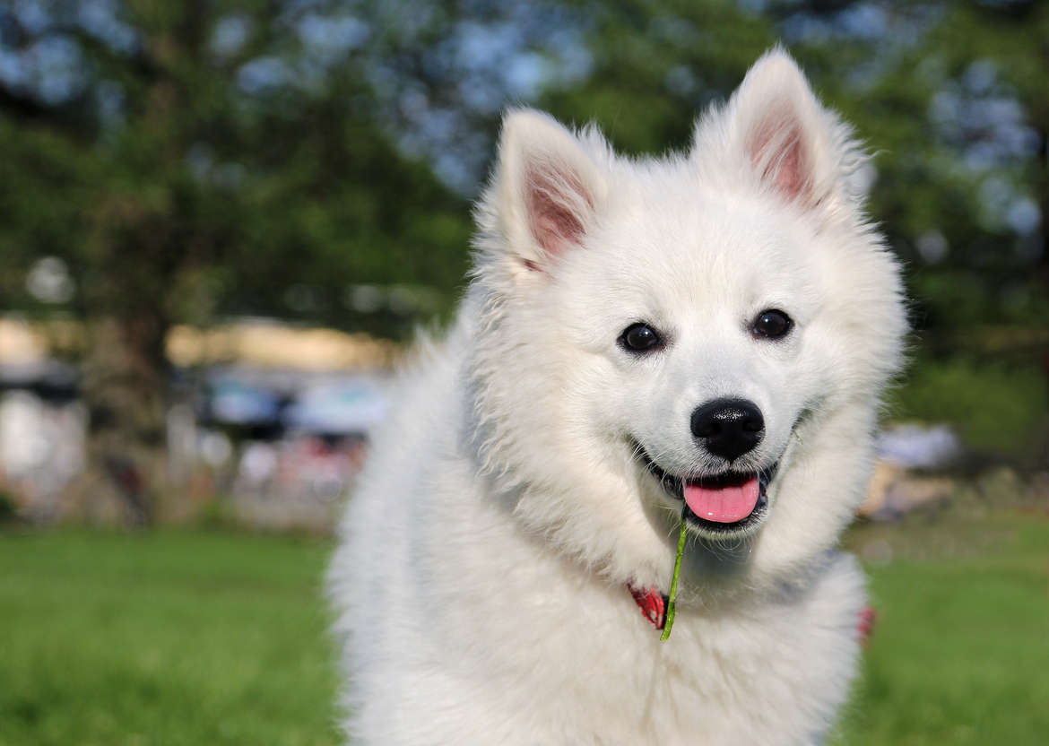 Akita Inu (Japanese) grooming