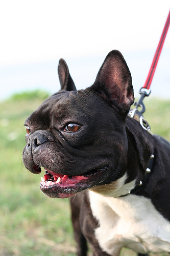 American Bully grooming