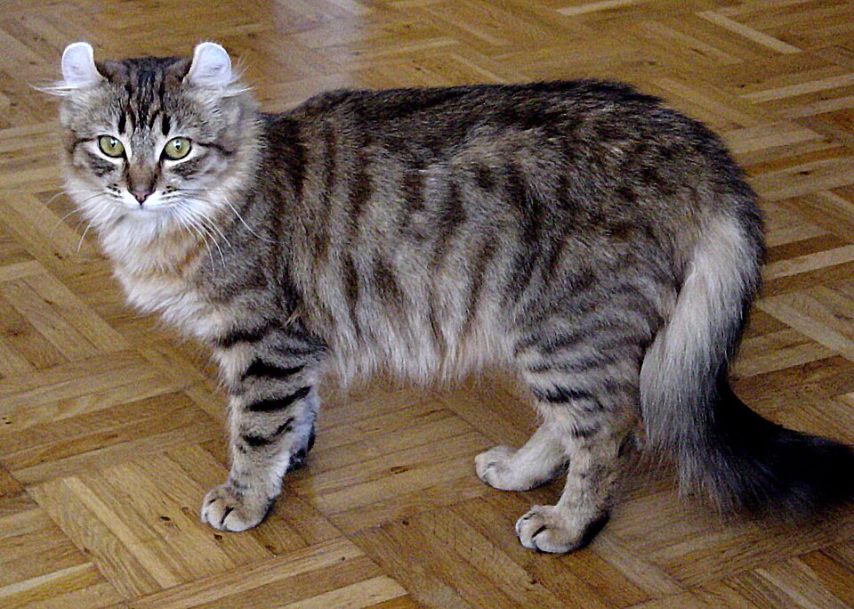 American Curl grooming
