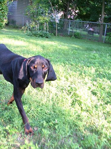 American English Coonhound