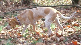 American English Coonhound grooming