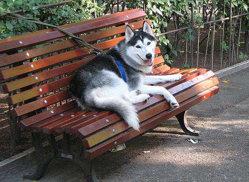 American Eskimo Dog