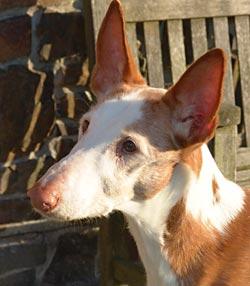 American Foxhound