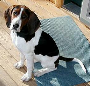 American Foxhound
