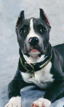 American Pit Bull Terrier grooming