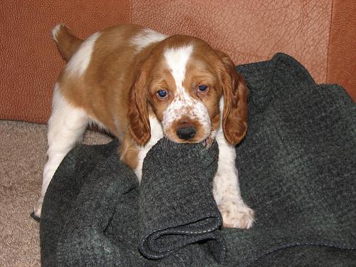 American Water Spaniel