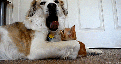 Anatolian Shepherd Dog