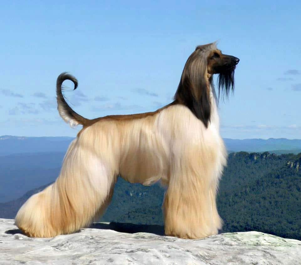 Anatolian Shepherd Dog