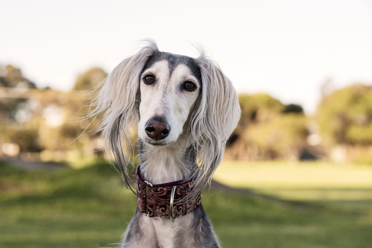 Anatolian Shepherd Dog grooming