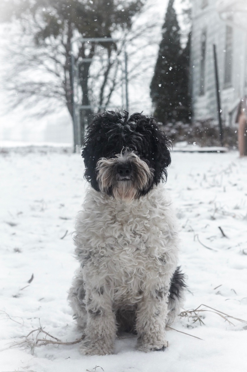 Aussiedoodle grooming