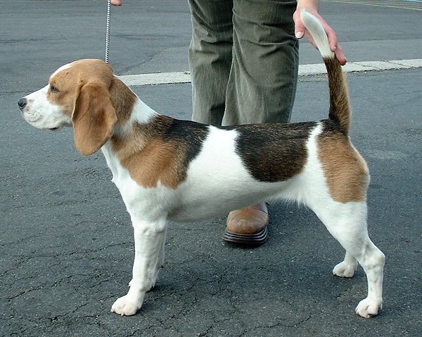 Beagle grooming