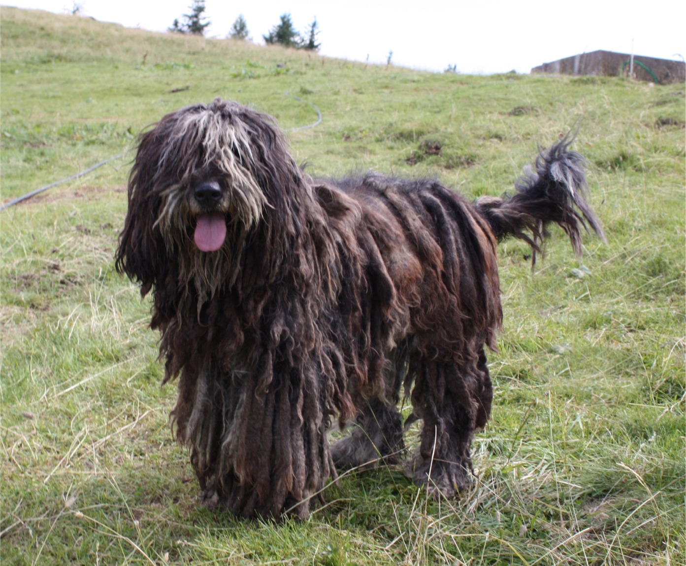 Bergamasco Sheepdog grooming