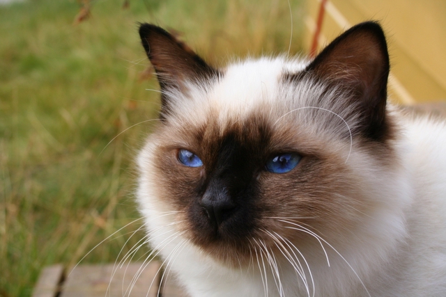 Birman grooming