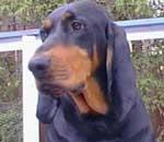 Black and Tan Coonhound