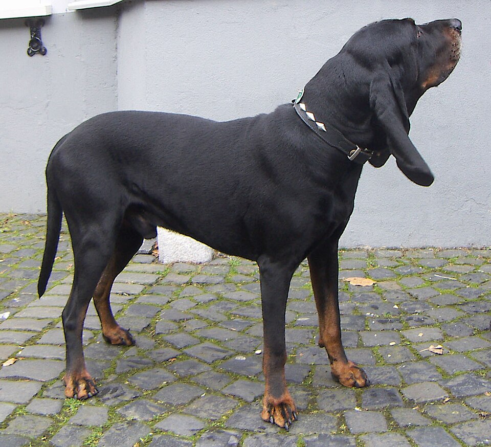 Black and Tan Coonhound grooming