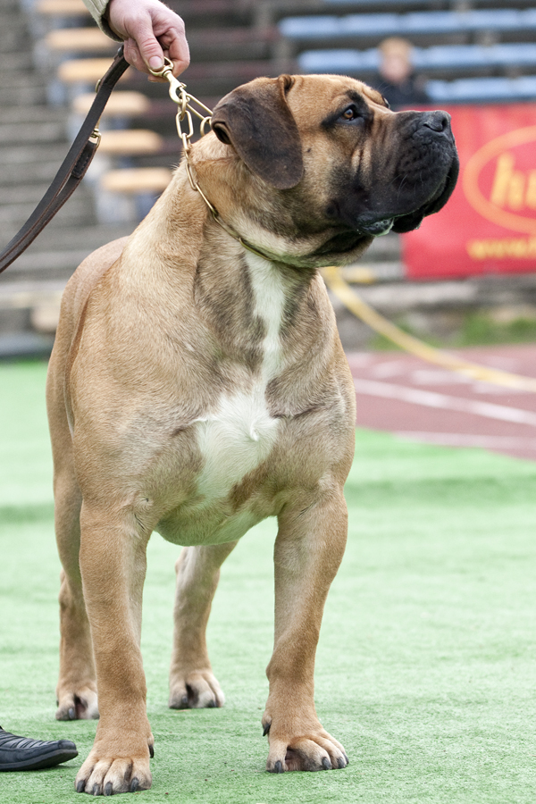 Boerboel grooming