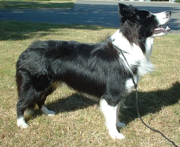 Border Collie grooming