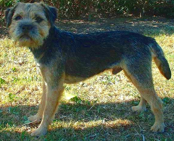Border Terrier grooming