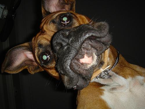 Boxer grooming