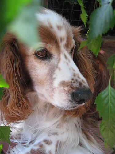Boykin Spaniel