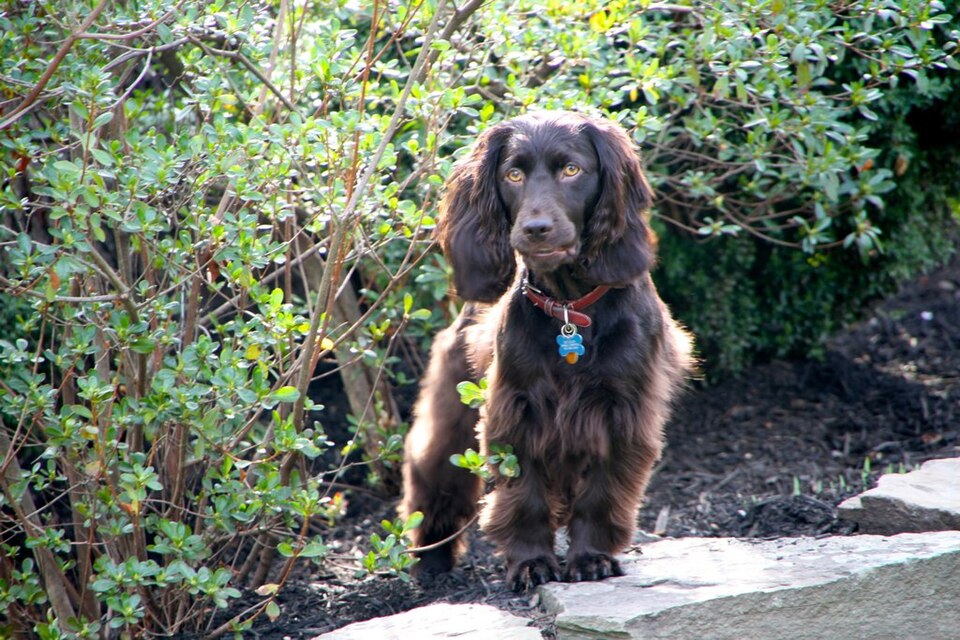 Boykin Spaniel grooming