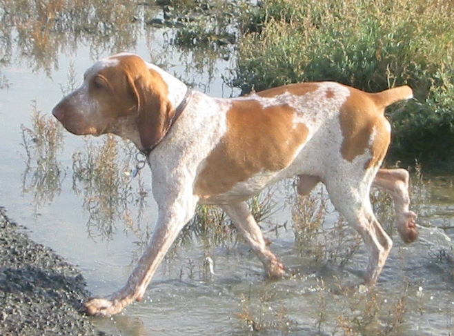 Bracco Italiano grooming
