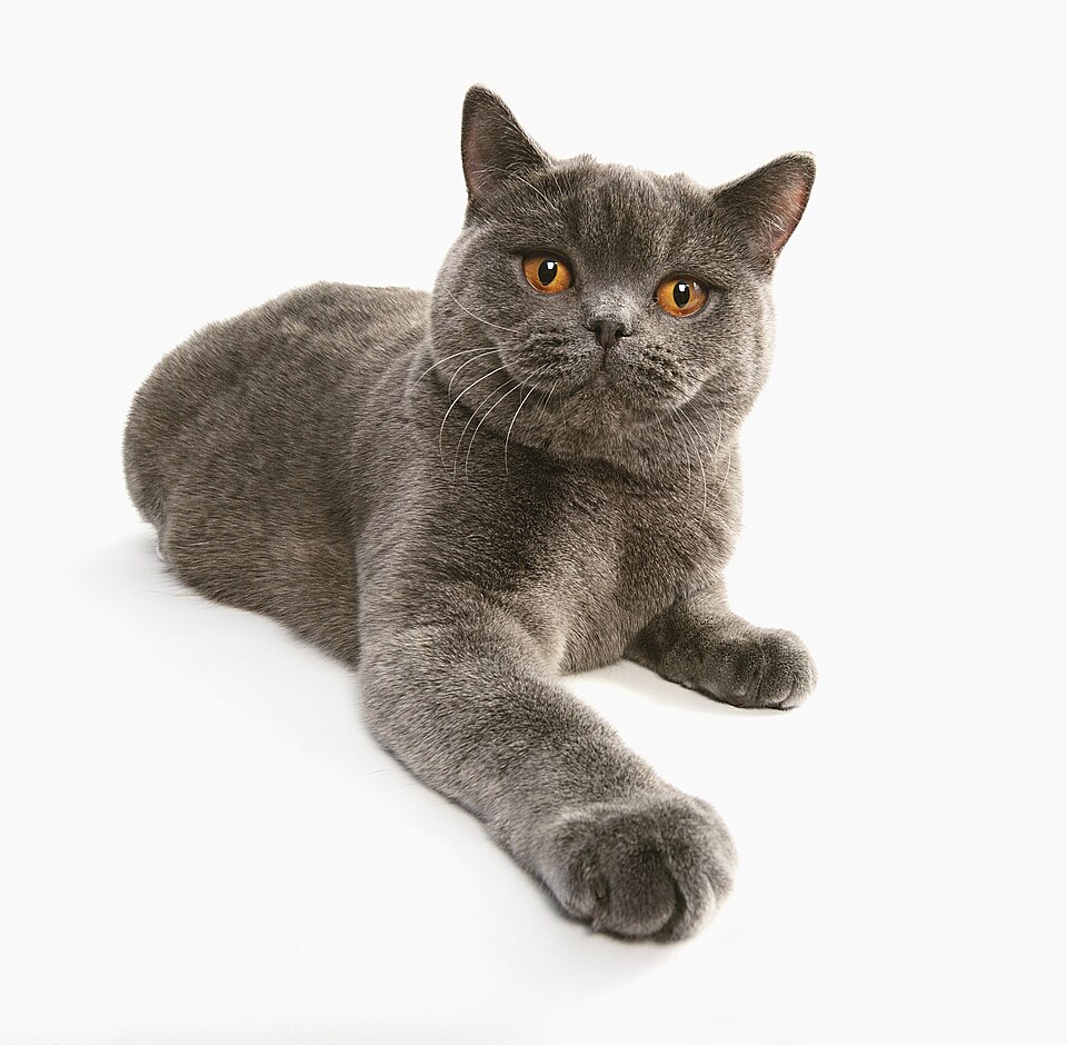British Shorthair grooming