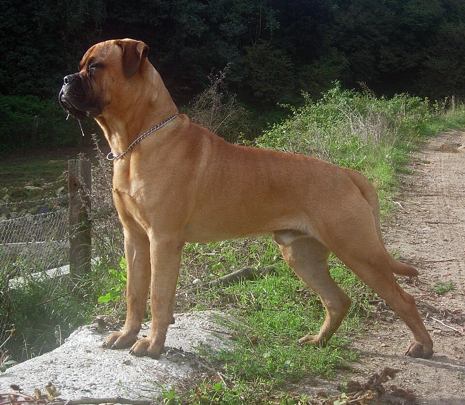 Bullmastiff grooming
