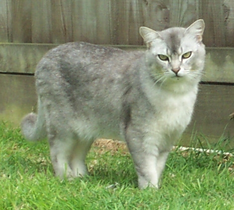 Burmilla grooming