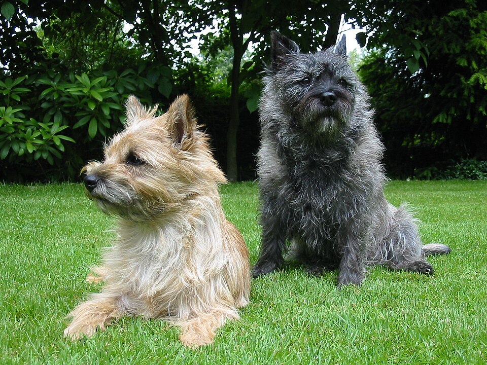 Cairn Terrier grooming