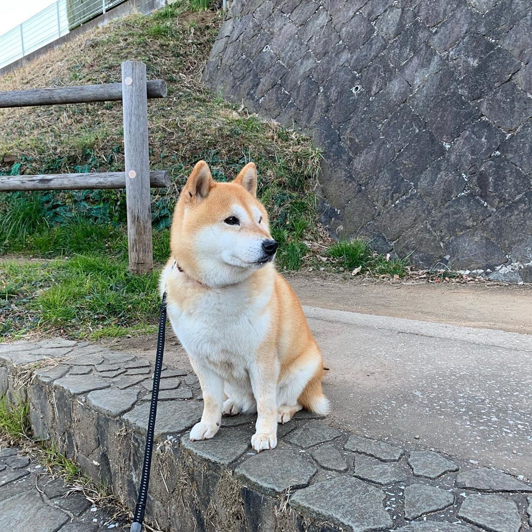 Canaan Dog