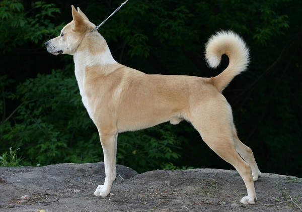 Canaan Dog grooming