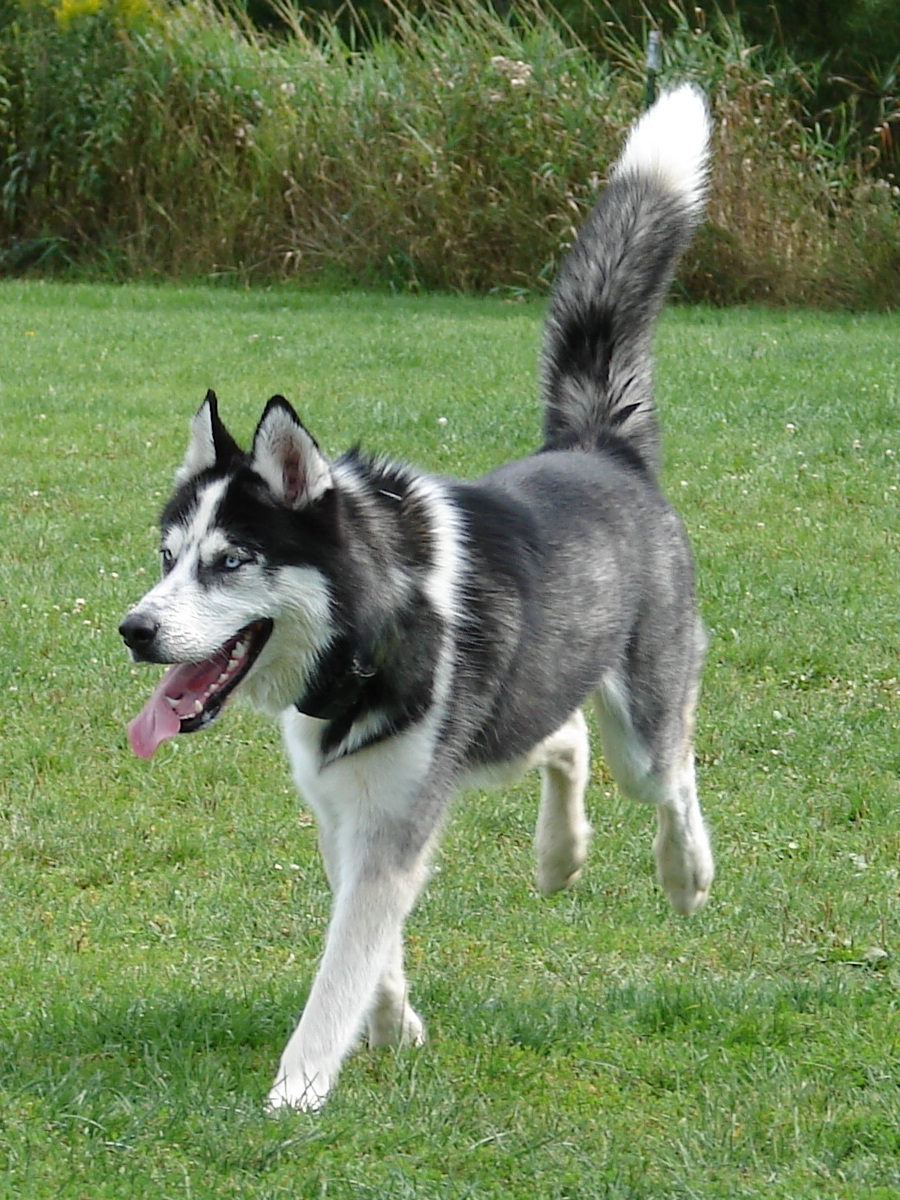 Carolina Dog grooming
