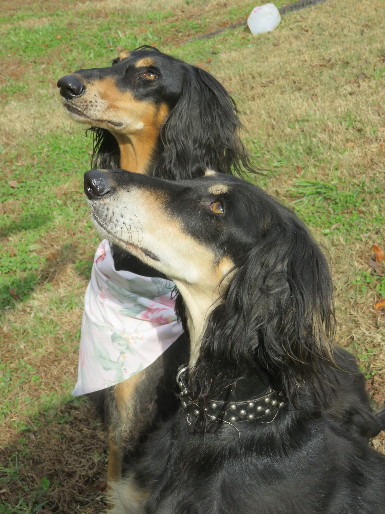 Cesky Terrier