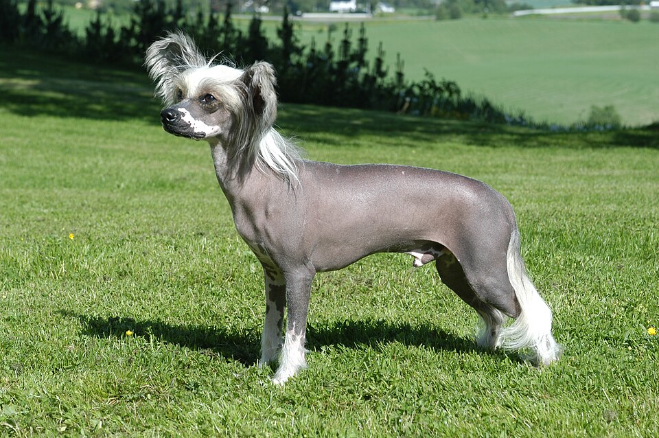 Chinese Crested grooming