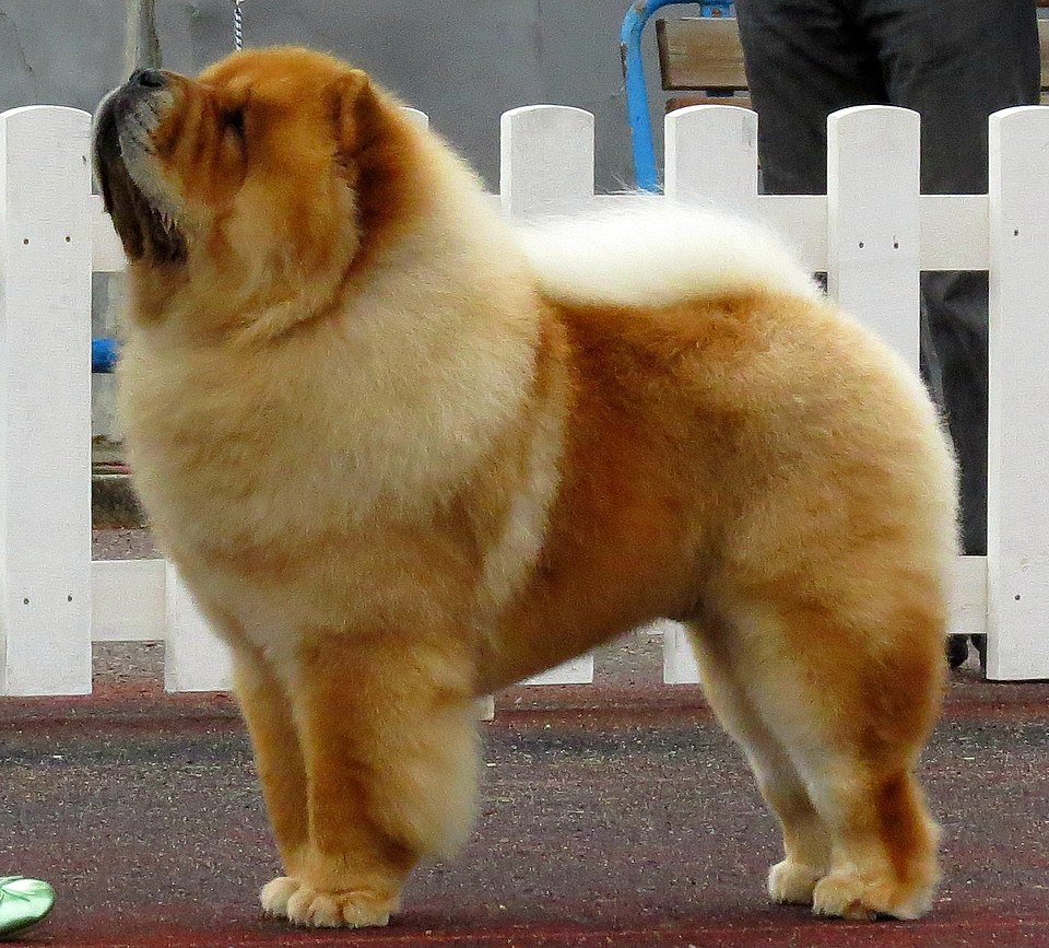 Chow Chow grooming