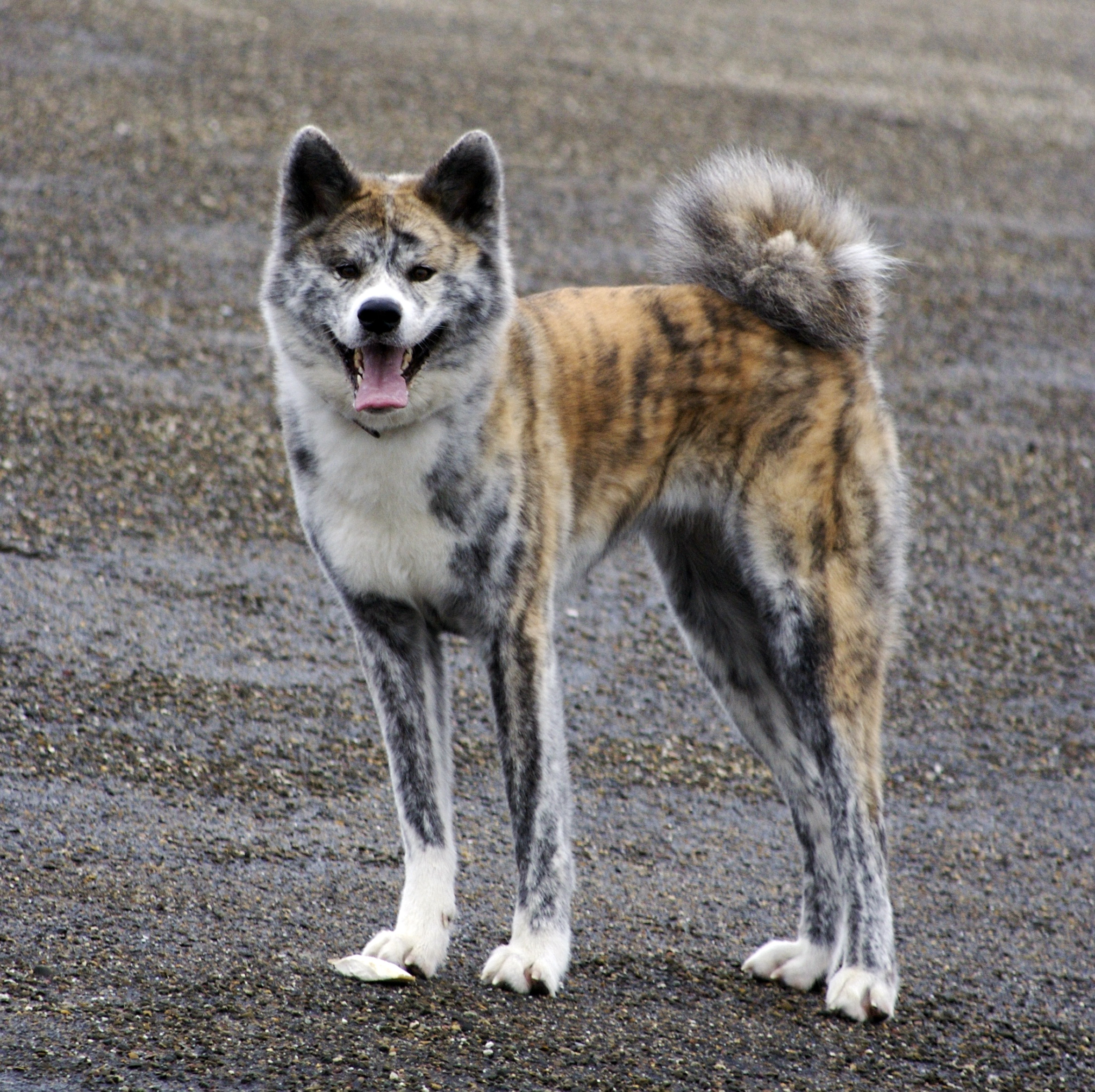 Cirneco dell'Etna