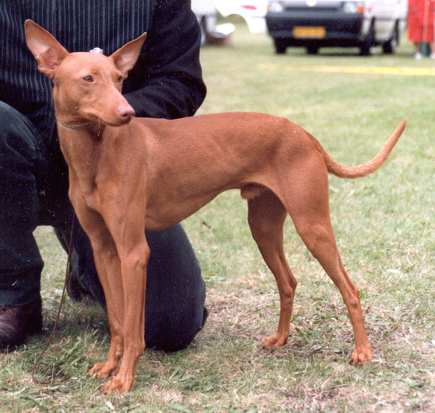 Cirneco dell'Etna grooming