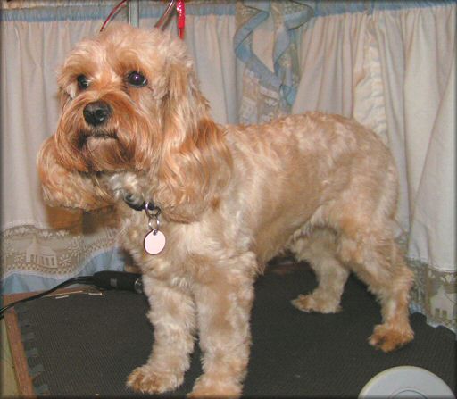 Cockapoo grooming