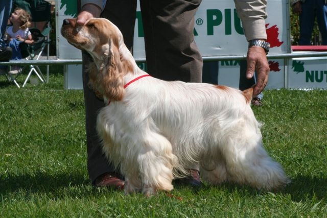 Cocker Spaniel grooming