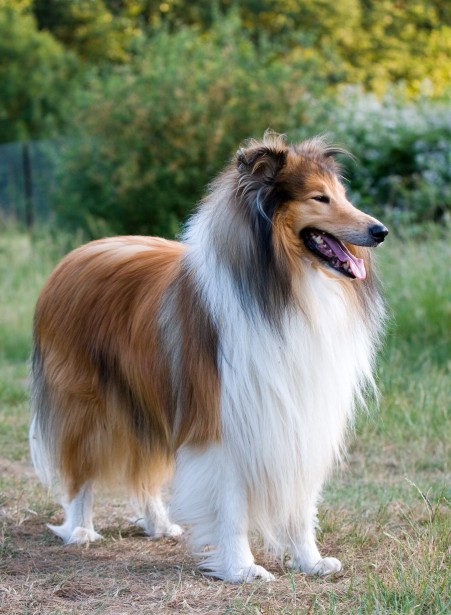 Collie grooming