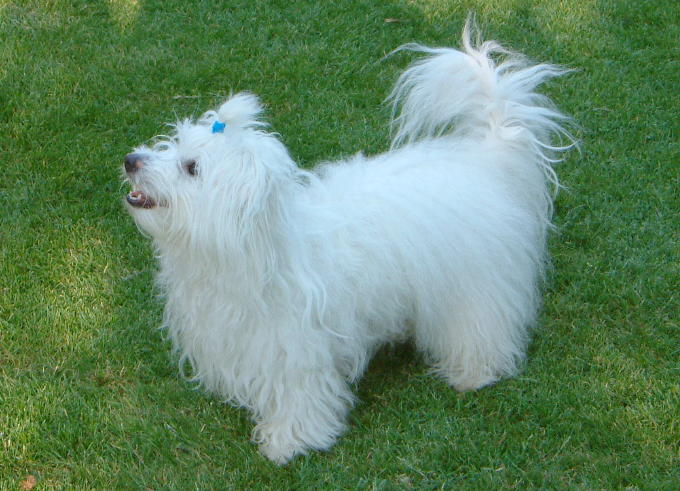 Coton de Tulear grooming