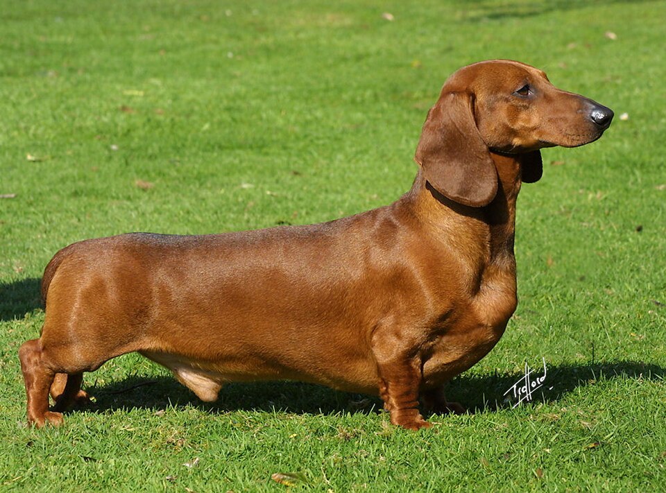 Dachshund grooming