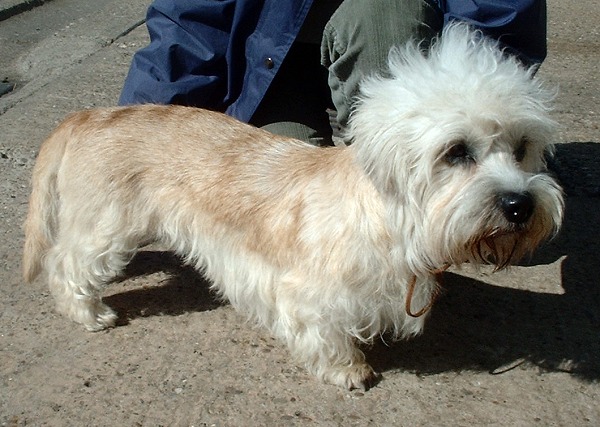 Dandie Dinmont Terrier grooming