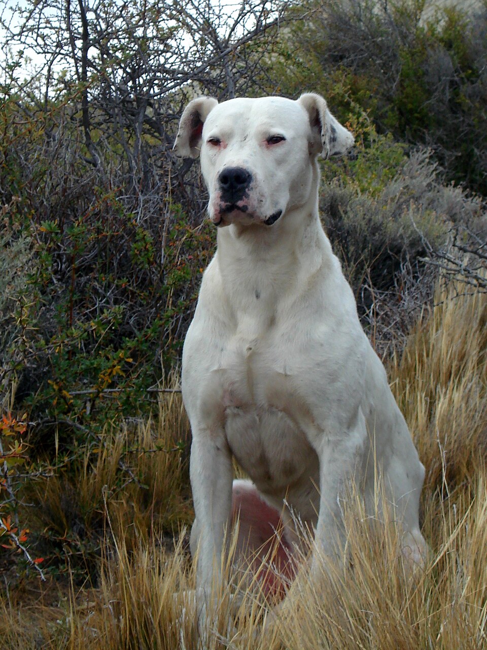 Dogo Argentino grooming