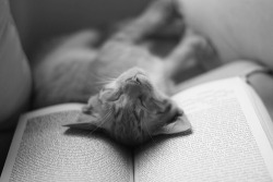 Domestic Shorthair