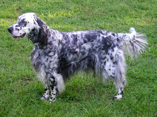 English Setter grooming
