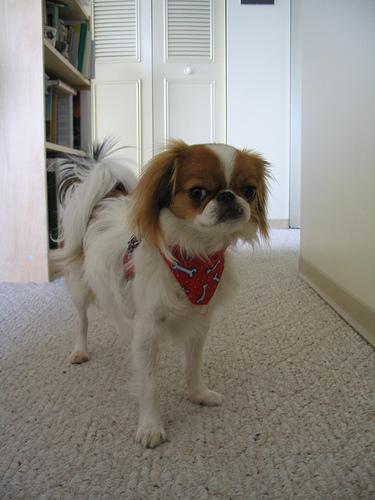 English Toy Spaniel