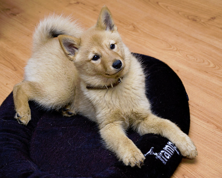 Eurasier grooming