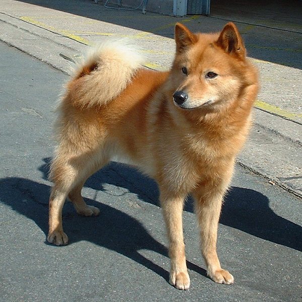Finnish Spitz grooming